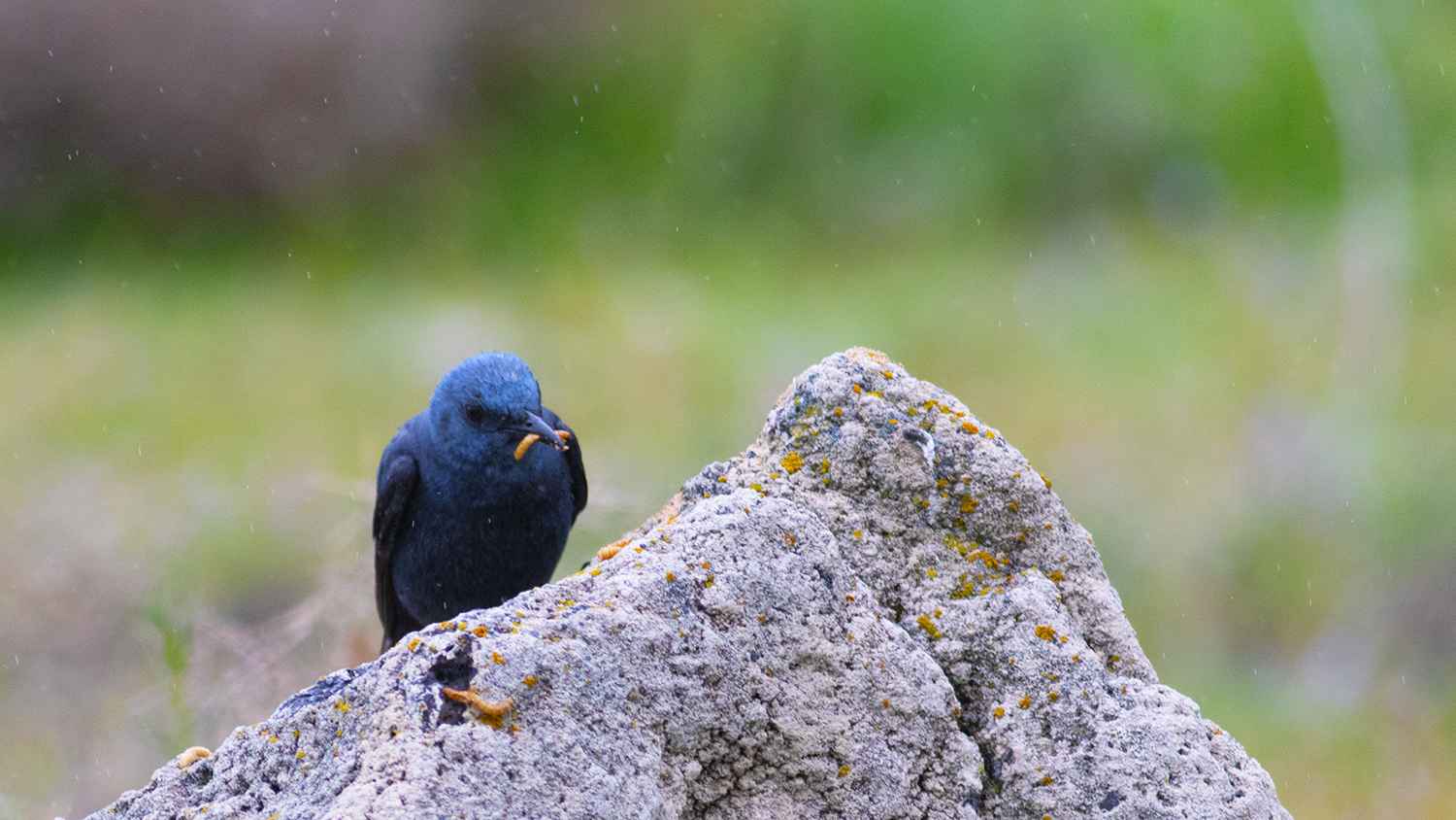 Blue Rock-Thrush
